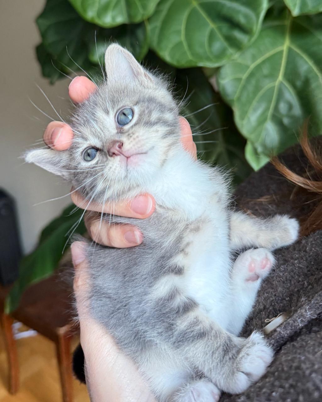 Enlarge Doria, a Adoptable Domestic Short Hair in San Francisco, CA image 2/4