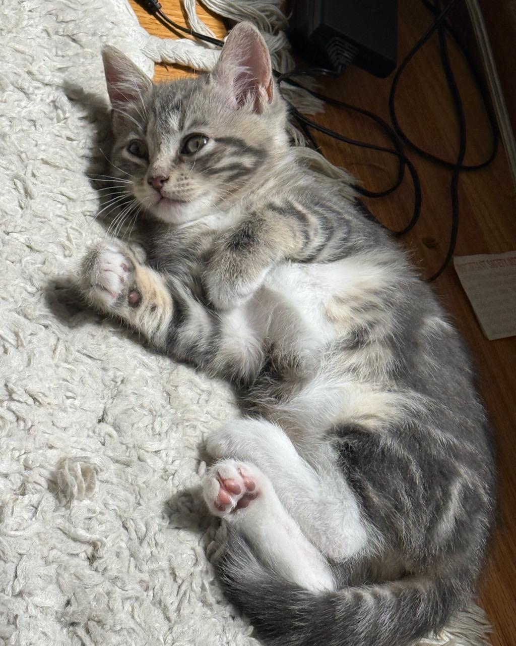 Enlarge Doria, a Adoptable Domestic Short Hair in San Francisco, CA image 3/4