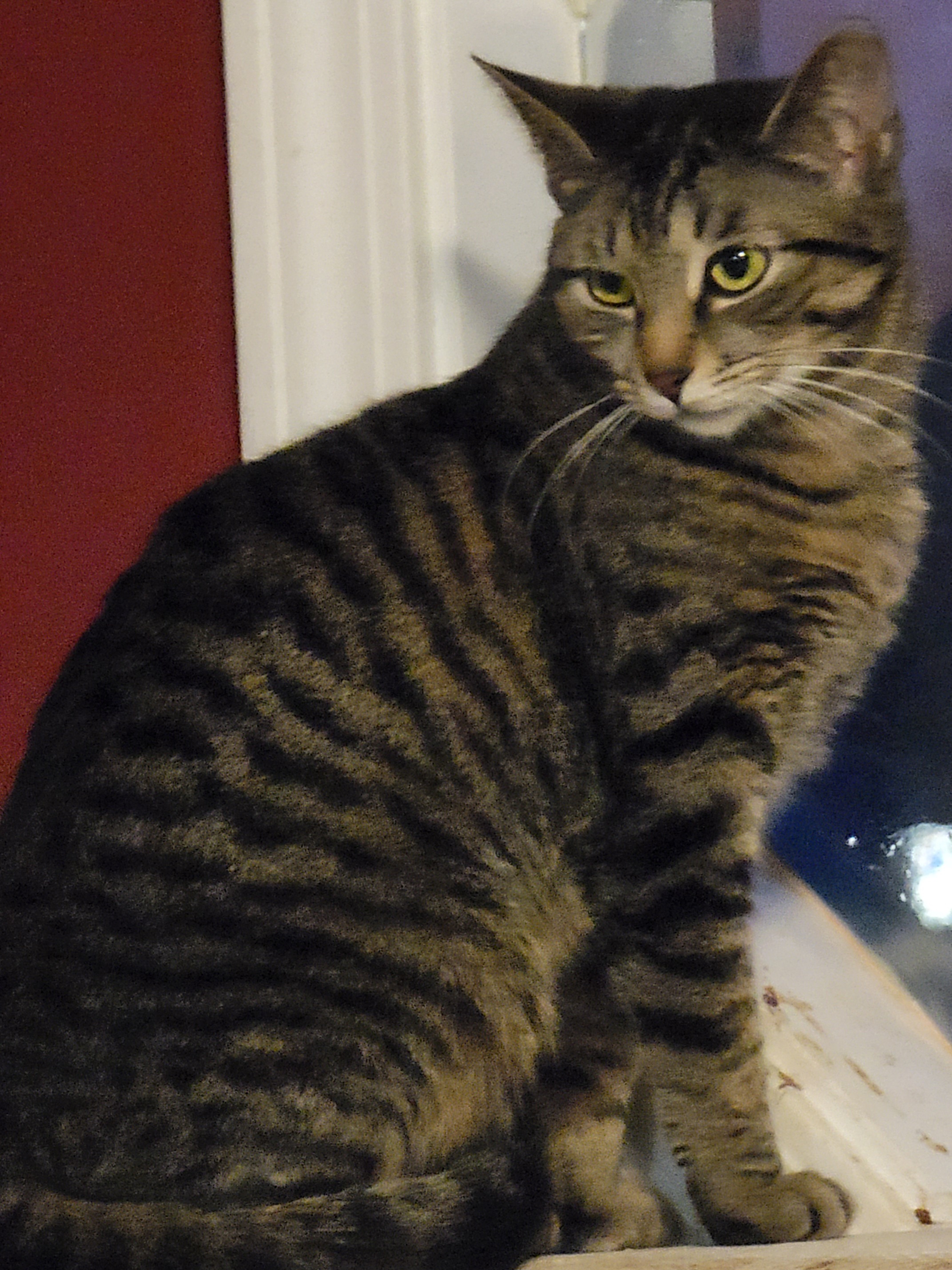 Enlarge Fiona, a Adoptable Bengal in Lyons, IL image 4/4