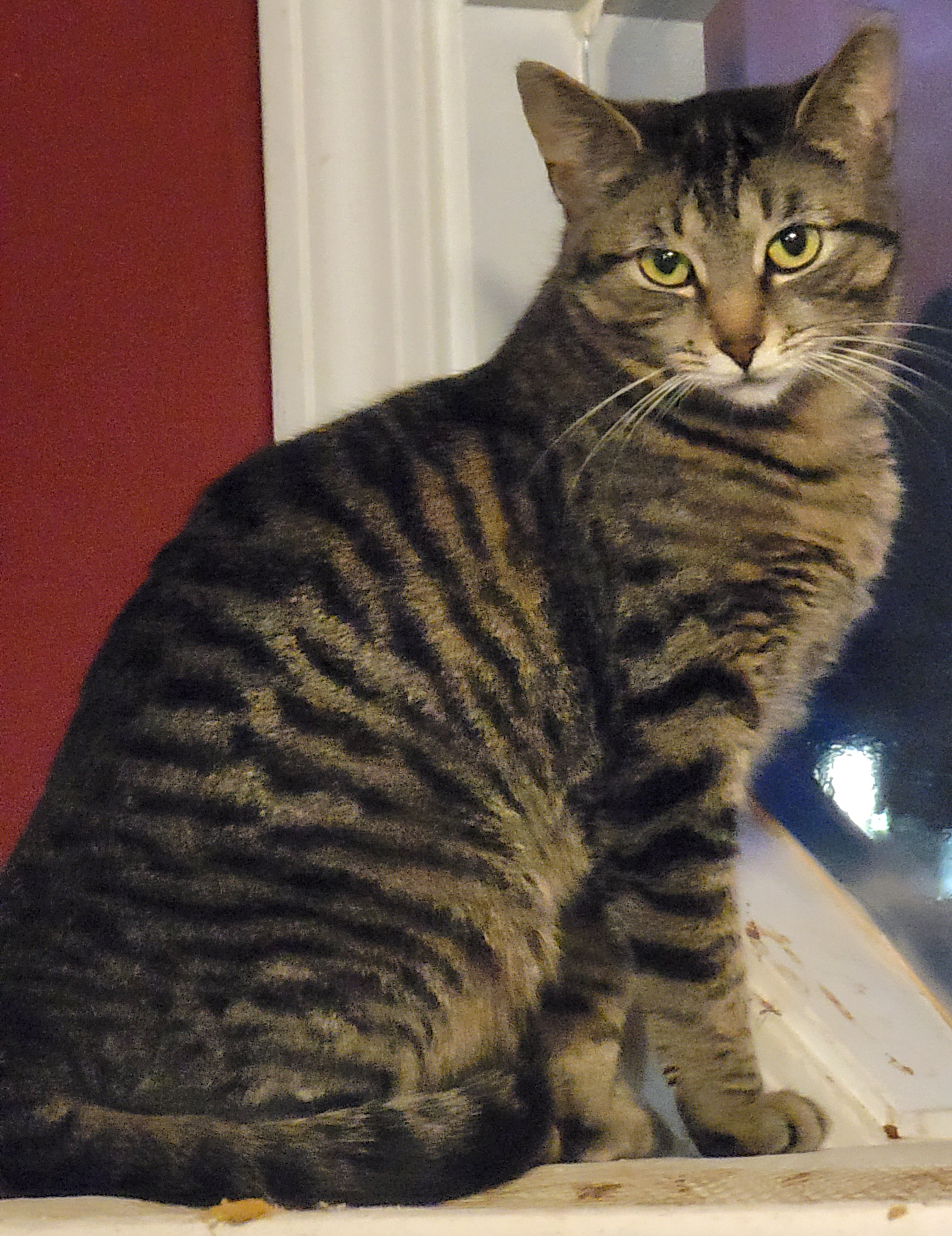 Enlarge Fiona, a Adoptable Bengal in Lyons, IL image 2/4