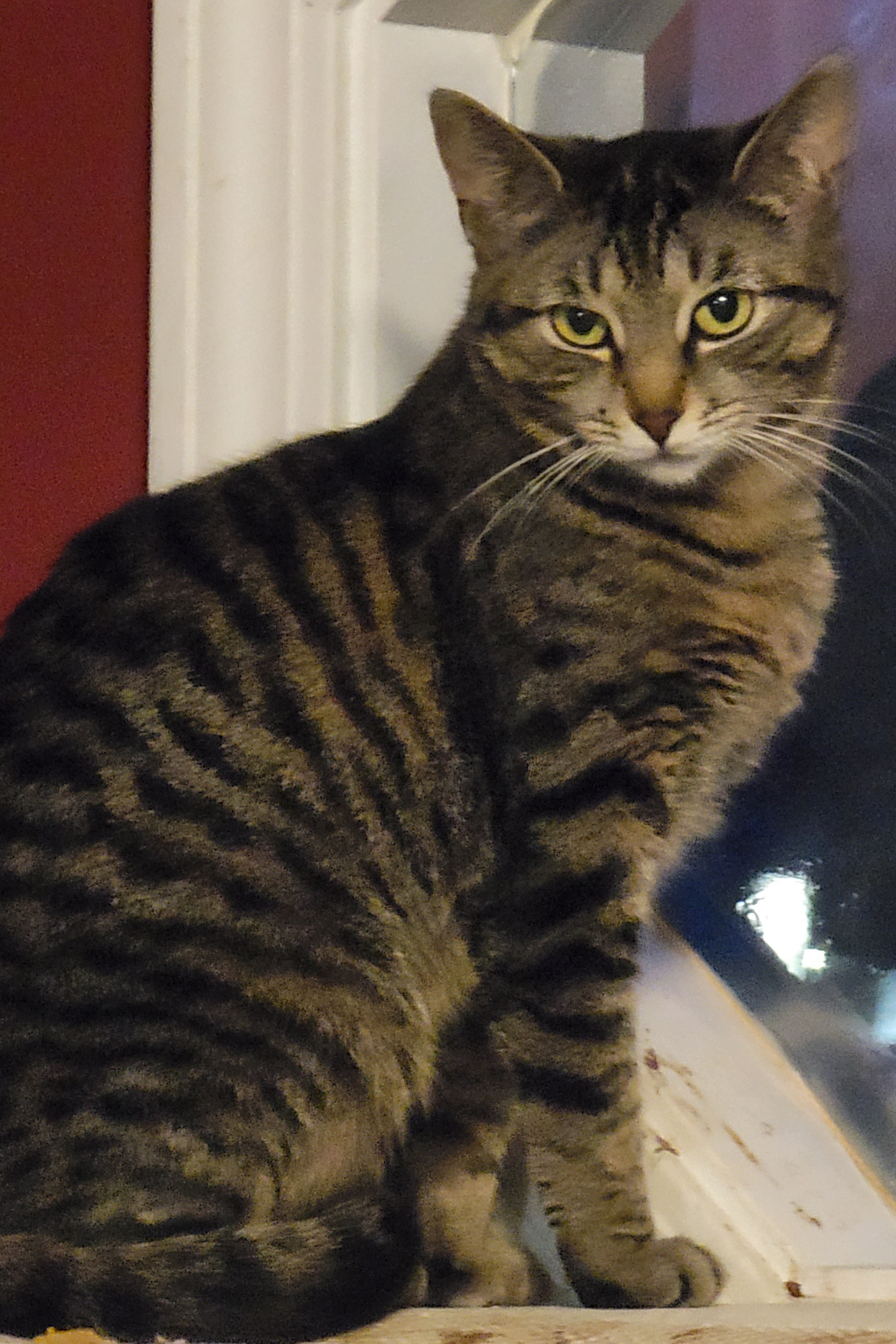 Enlarge Fiona, a Adoptable Bengal in Lyons, IL image 3/4