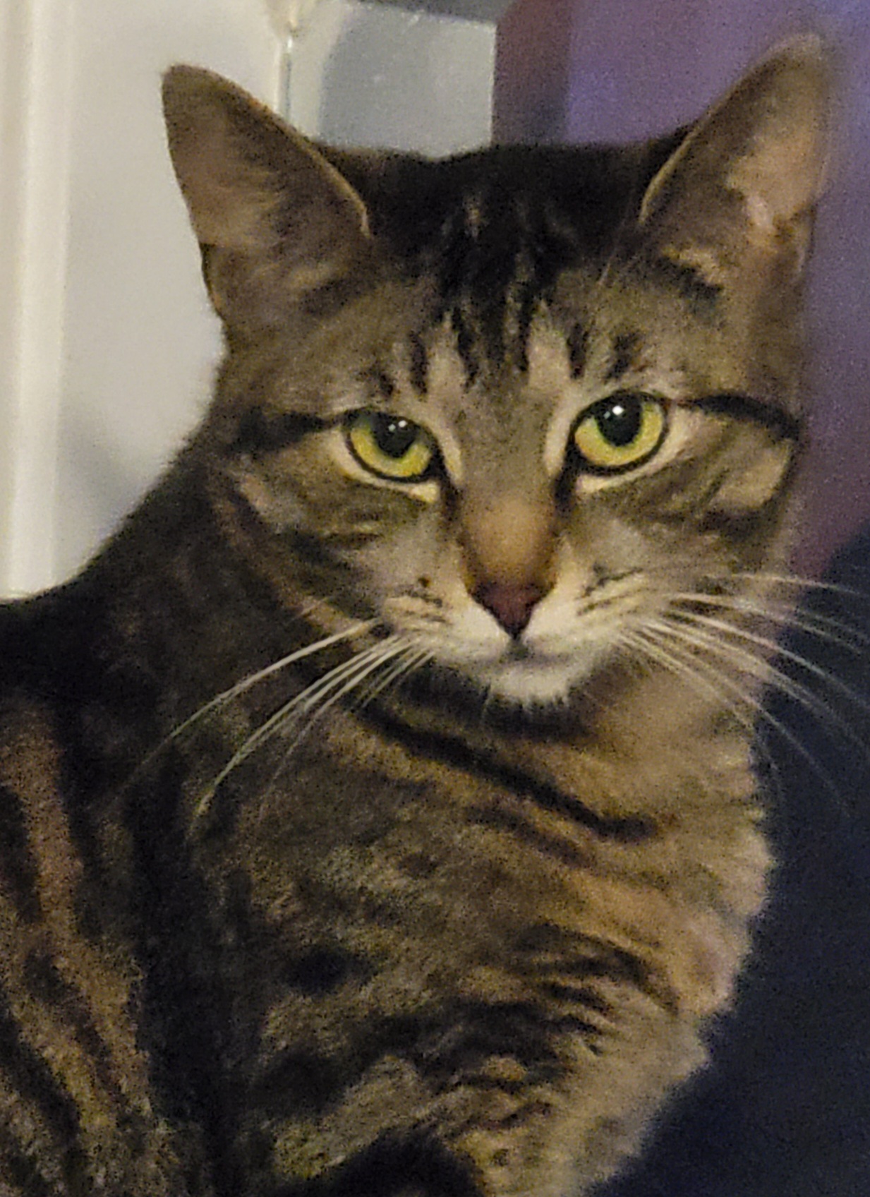Enlarge Fiona, a Adoptable Bengal in Lyons, IL image 1/4