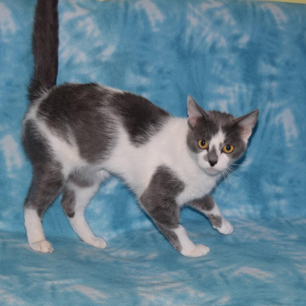 Dapple, Adoptable, Adult Female Domestic Short Hair.