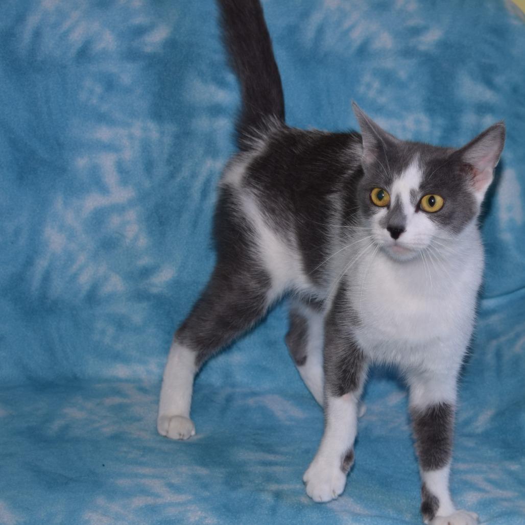 Enlarge Dapple, a Adoptable Domestic Short Hair in Eureka, CA image 2/3