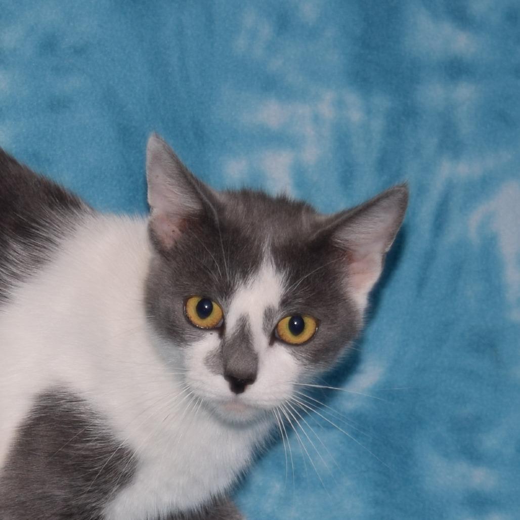Enlarge Dapple, a Adoptable Domestic Short Hair in Eureka, CA image 3/3