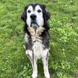 Otto, adoptable, Adult Male Husky.
