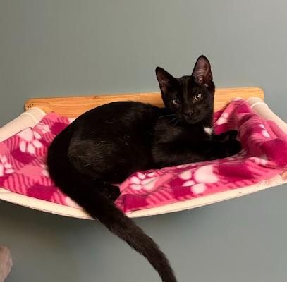 Enlarge RASPBERRY BERET, a Adoptable Domestic Short Hair in Andover, MN image 2/6