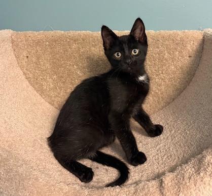 Enlarge RASPBERRY BERET, a Adoptable Domestic Short Hair in Andover, MN image 3/6