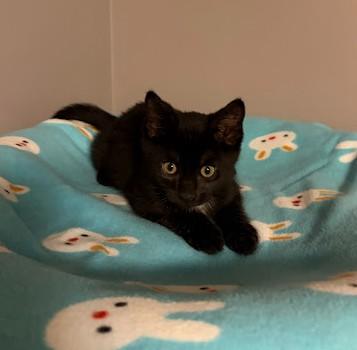 Enlarge RASPBERRY BERET, a Adoptable Domestic Short Hair in Andover, MN image 4/6