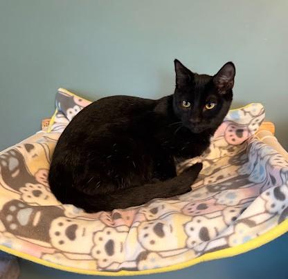 Enlarge RASPBERRY BERET, a Adoptable Domestic Short Hair in Andover, MN image 1/6