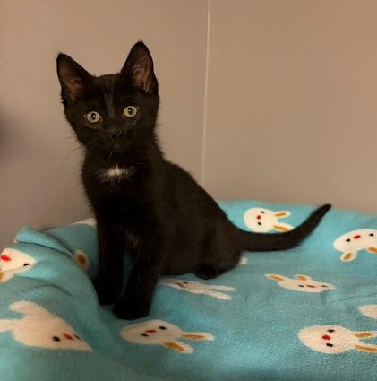 Enlarge RASPBERRY BERET, a Adoptable Domestic Short Hair in Andover, MN image 5/6