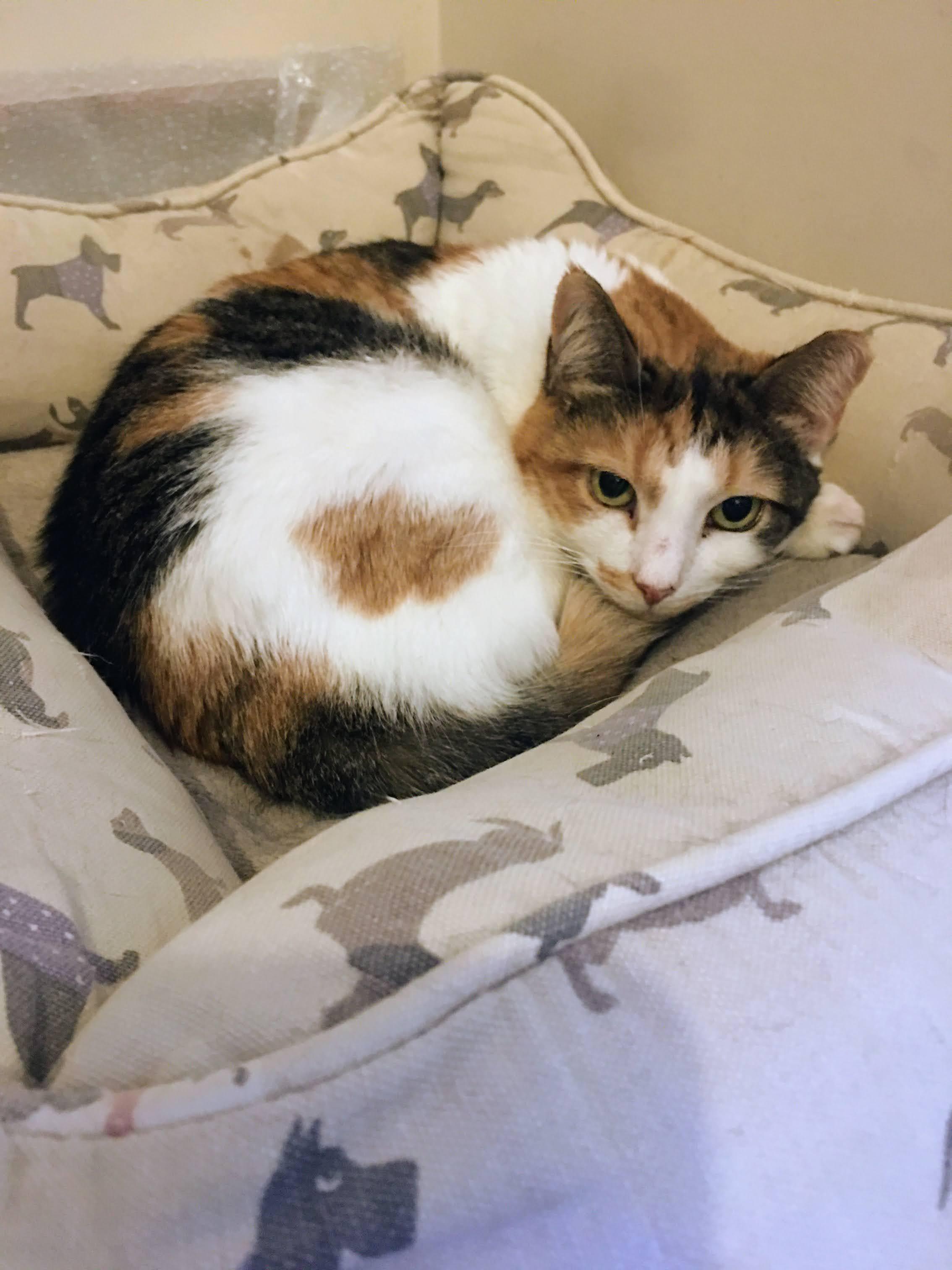 Enlarge Rumours, a Adoptable Calico in Brooklyn, NY image 3/5