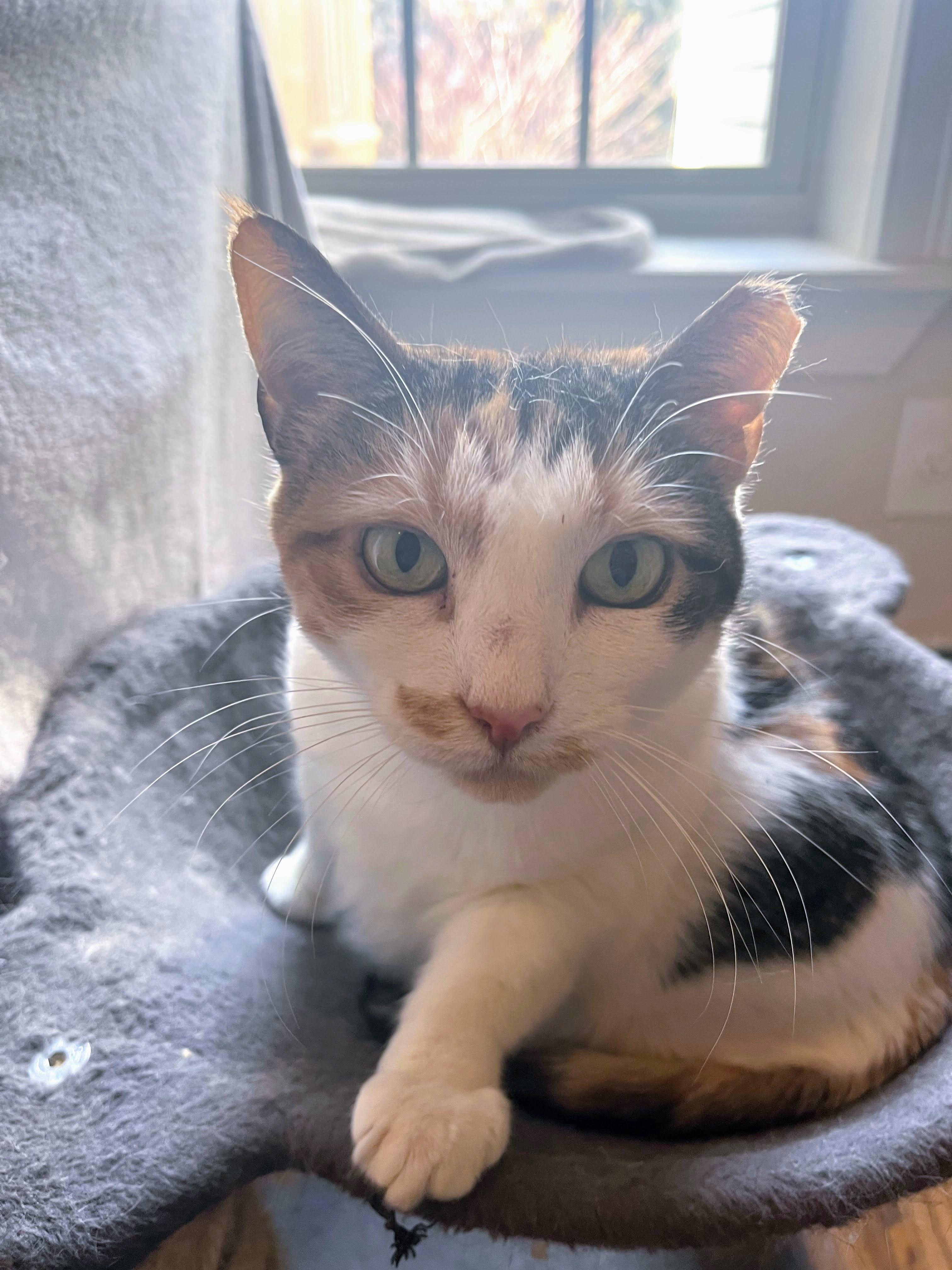 Enlarge Rumours, a Adoptable Calico in Brooklyn, NY image 1/5