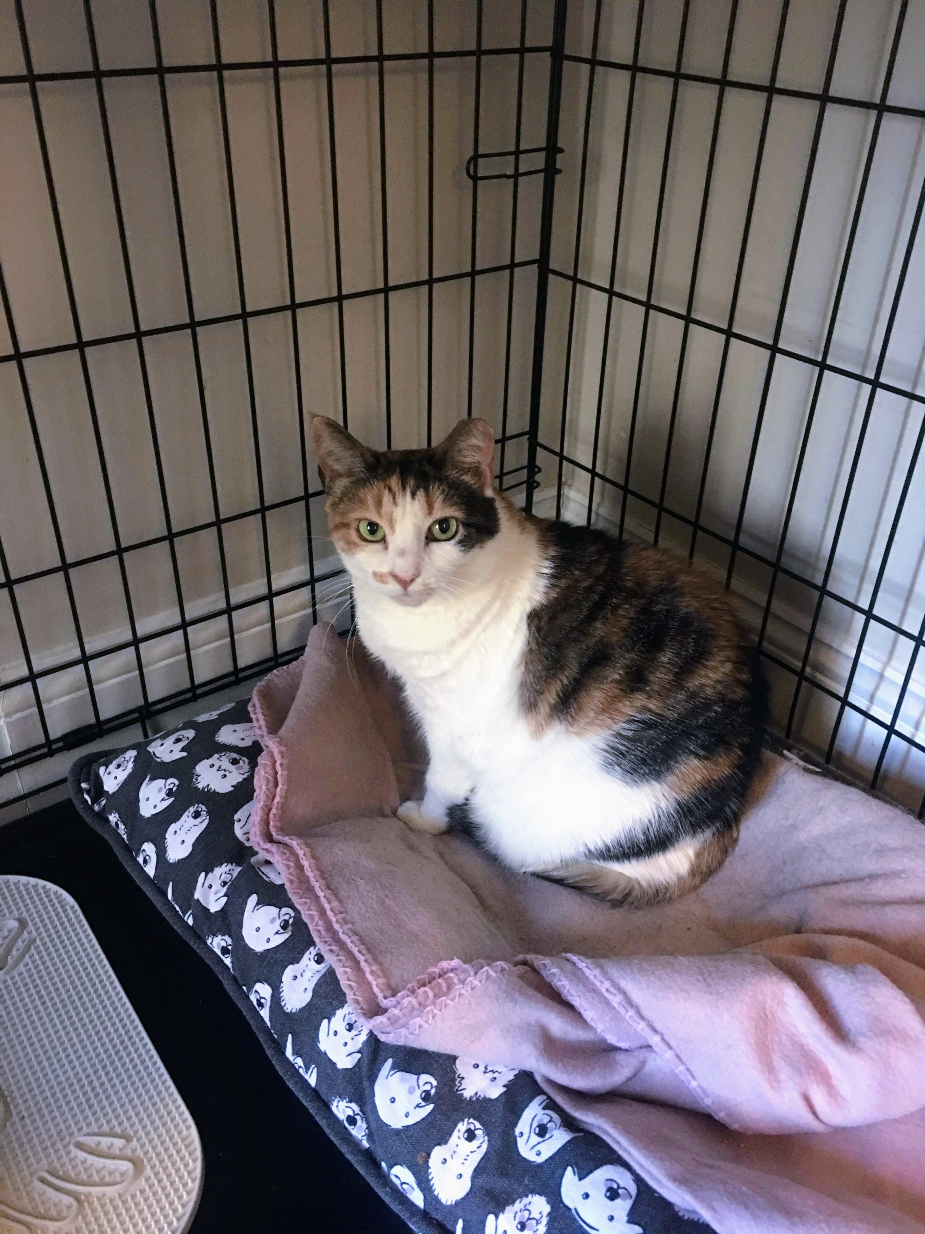 Enlarge Rumours, a Adoptable Calico in Brooklyn, NY image 4/5