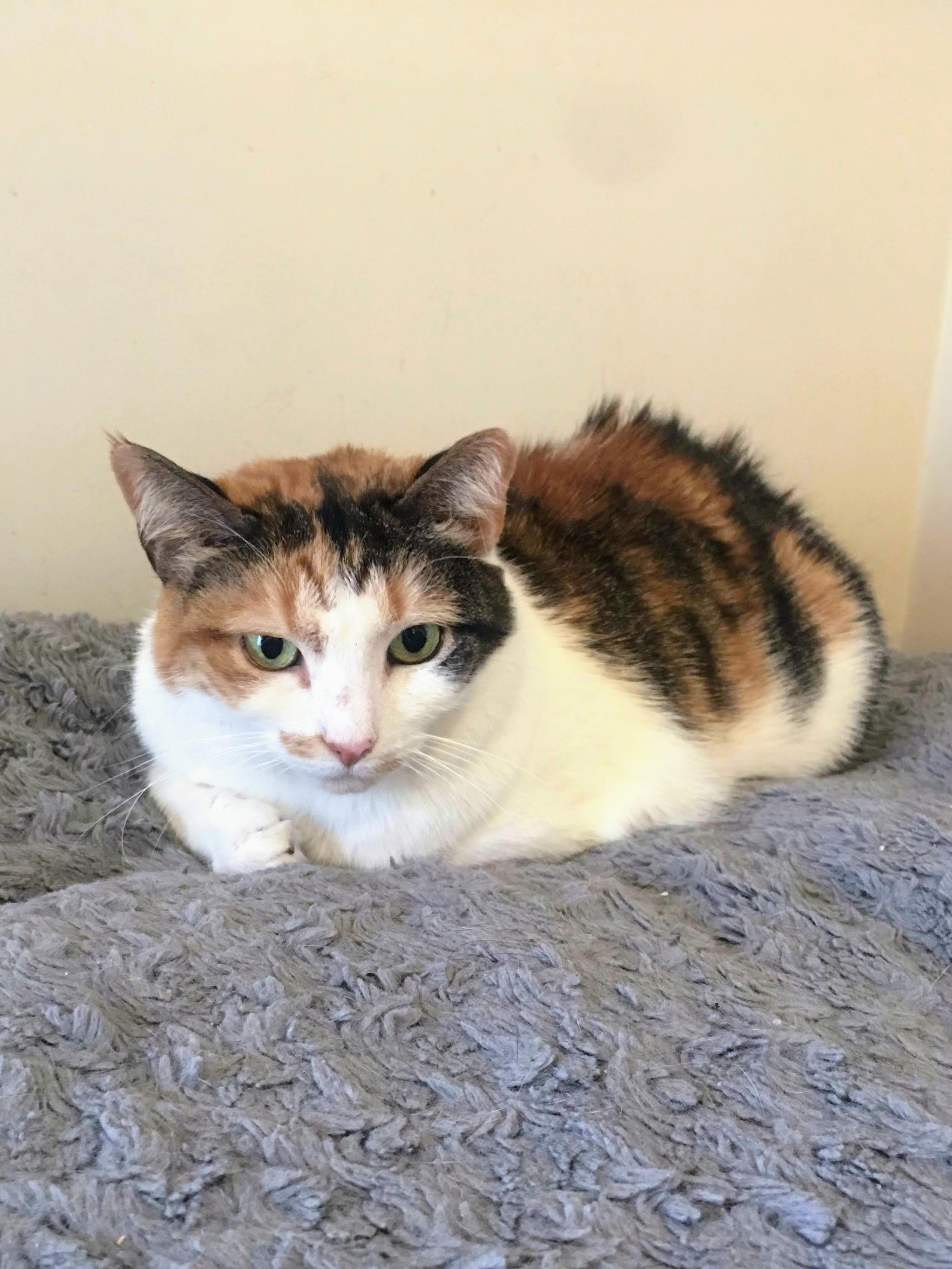 Enlarge Rumours, a Adoptable Calico in Brooklyn, NY image 2/5