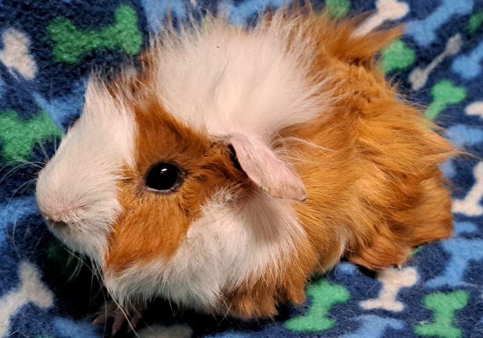 Enlarge Amtrak, a Adoptable Abyssinian in Gary, IN image 1/5