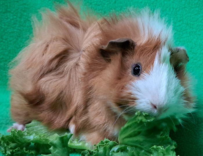 Enlarge Amtrak, a Adoptable Abyssinian in Gary, IN image 3/5