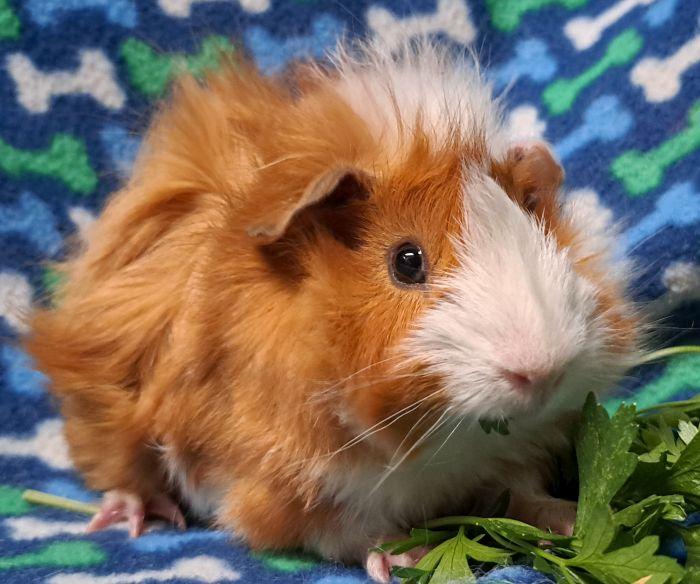 Enlarge Amtrak, a Adoptable Abyssinian in Gary, IN image 4/5