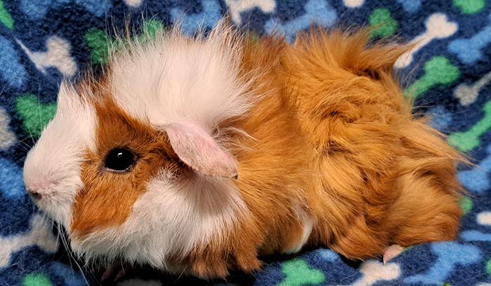 Enlarge Amtrak, a Adoptable Abyssinian in Gary, IN image 5/5