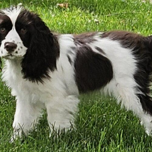 Enlarge Flirt M 26062, a Adoptable Cocker Spaniel in Parker, CO image 1/5