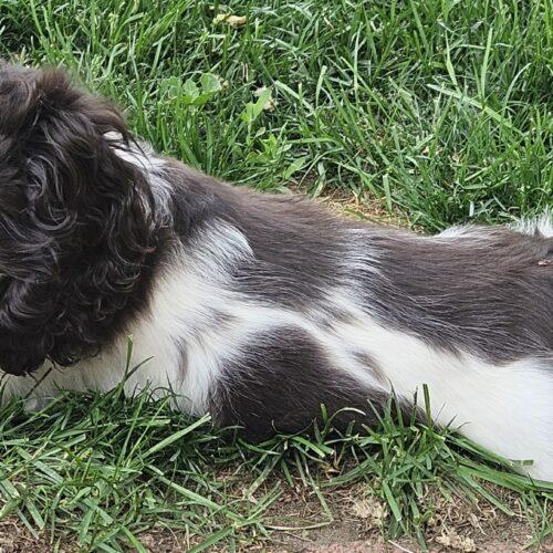 Enlarge Flirt M 26062, a Adoptable Cocker Spaniel in Parker, CO image 2/5