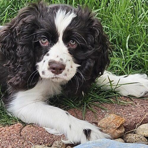 Enlarge Flirt M 26062, a Adoptable Cocker Spaniel in Parker, CO image 4/5