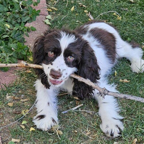 Enlarge Flirt M 26062, a Adoptable Cocker Spaniel in Parker, CO image 5/5
