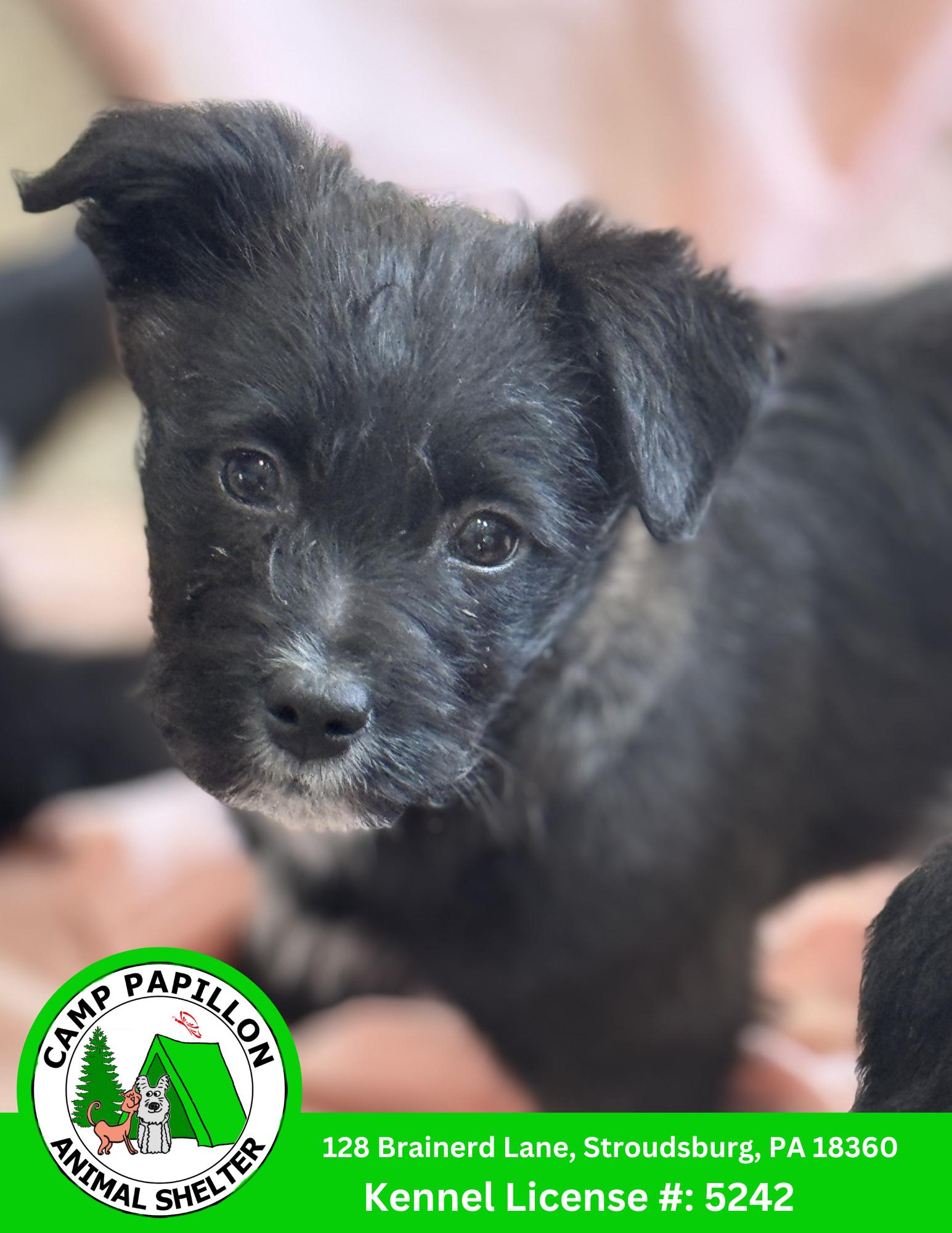 Enlarge Sandy, a Adoptable mixed breed in Stroudsburg, PA image 1/1