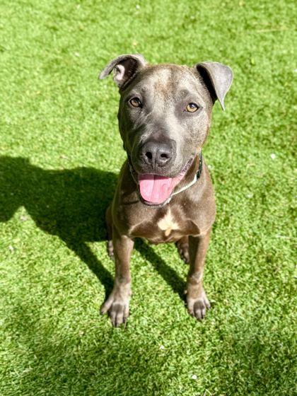 Honey Graham- 1, Adoptable, Young Male Mixed Breed & Mixed Breed.