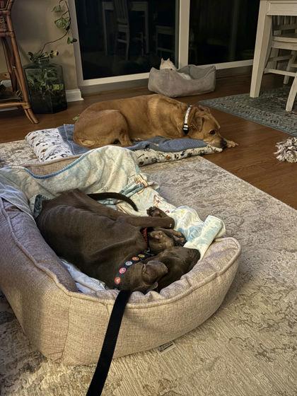 Enlarge Honey - 1, a Adoptable mixed breed in Daytona Beach, FL image 2/3