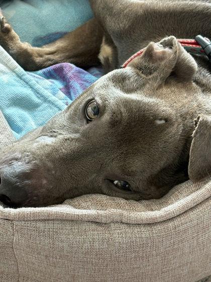 Enlarge Honey - 1, a Adoptable mixed breed in Daytona Beach, FL image 3/3