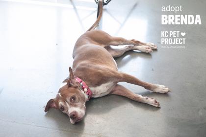 Brenda, a Adoptable mixed breed in Kansas City, MO image 1/3