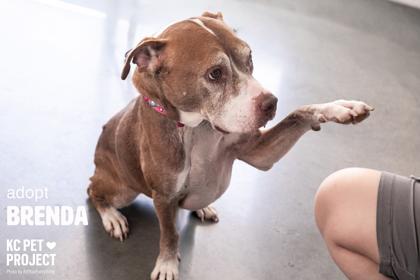 Brenda, a Adoptable mixed breed in Kansas City, MO image 2/3