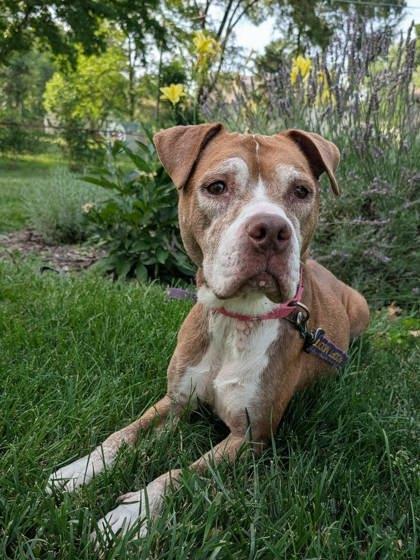 Enlarge Brenda, a Adoptable mixed breed in Kansas City, MO image 3/3