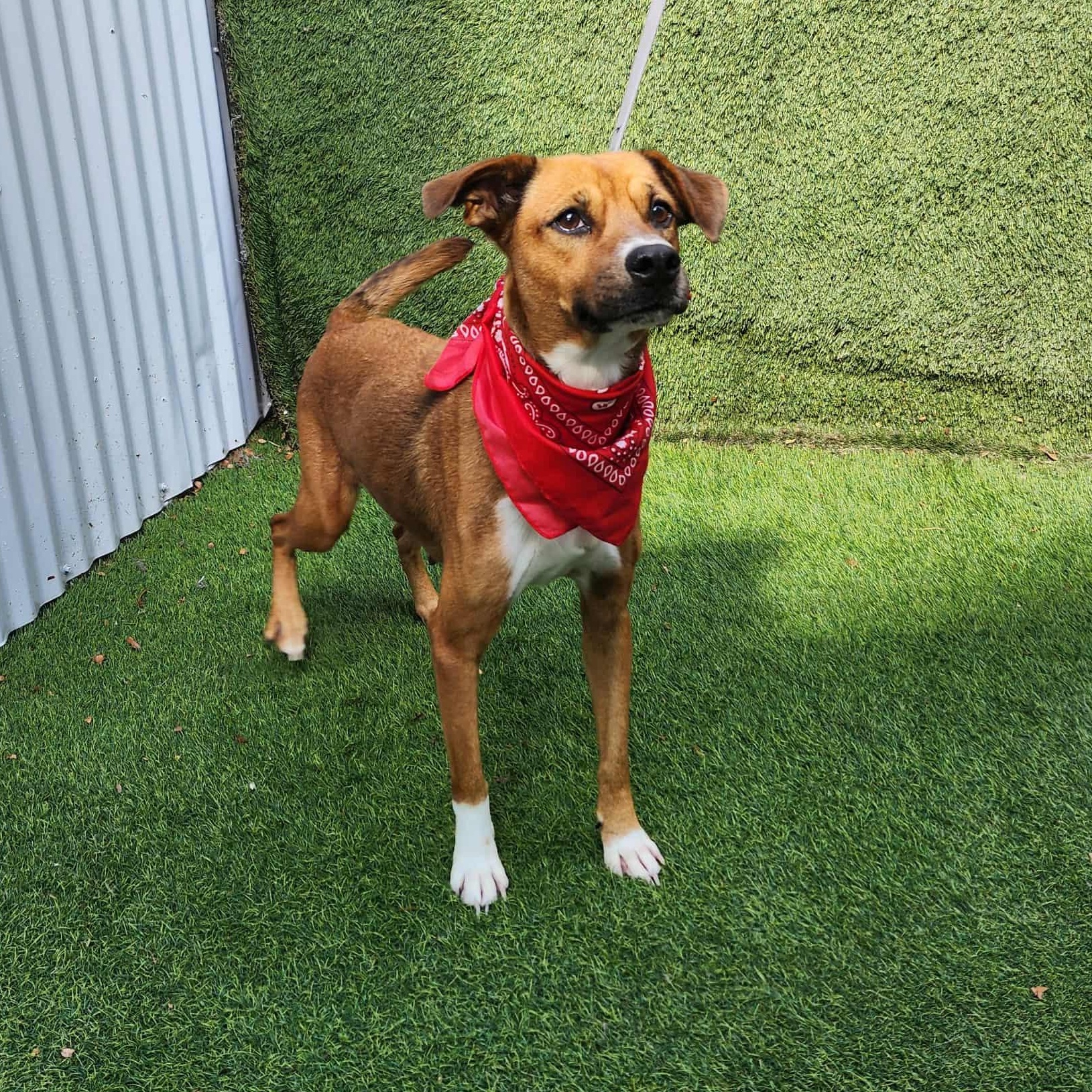 Enlarge Kit Kat, a Adoptable mixed breed in Seattle, WA image 4/6