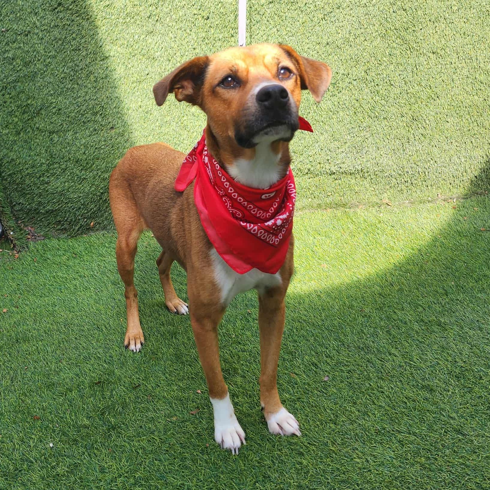 Enlarge Kit Kat, a Adoptable mixed breed in Seattle, WA image 6/6