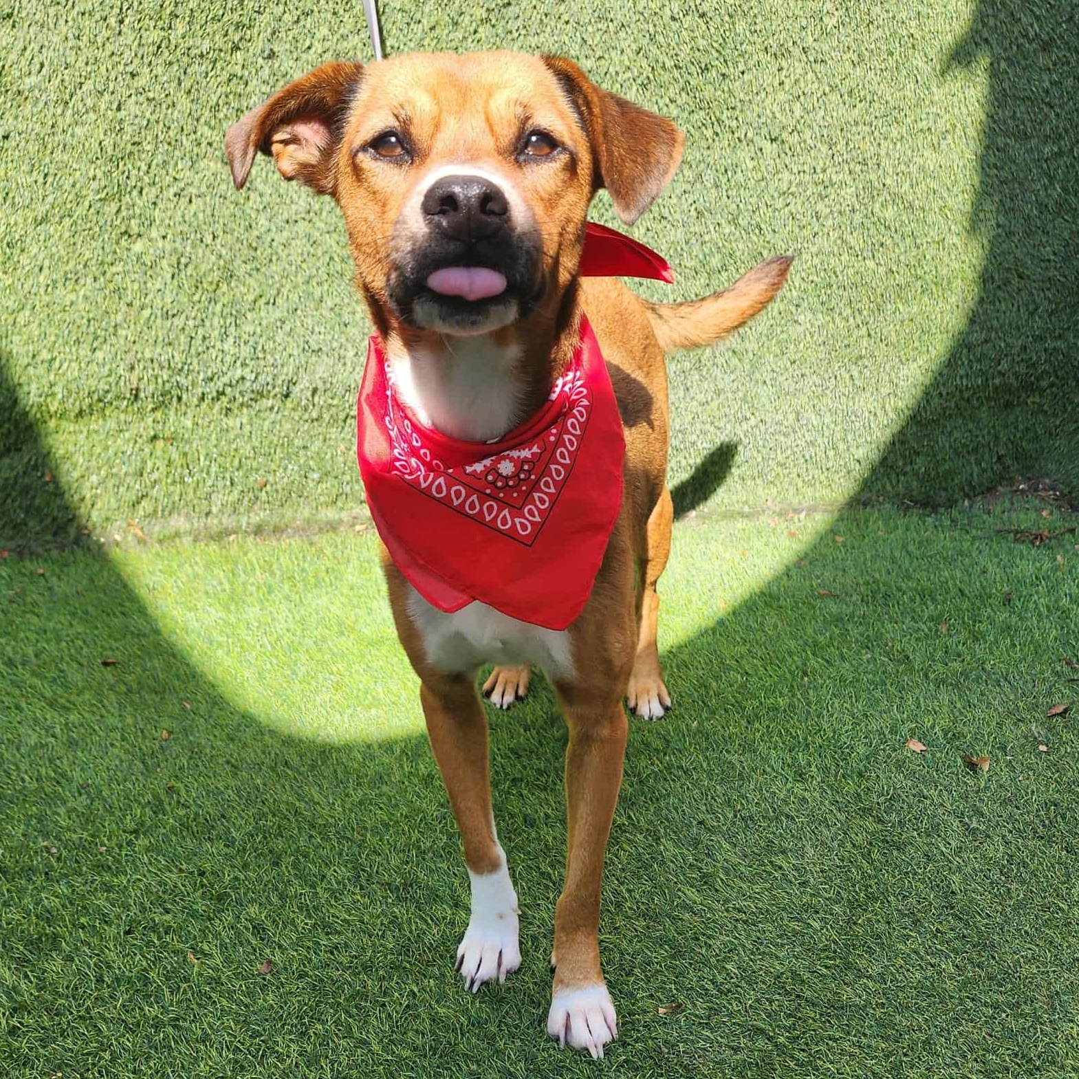 Enlarge Kit Kat, a Adoptable mixed breed in Seattle, WA image 5/6