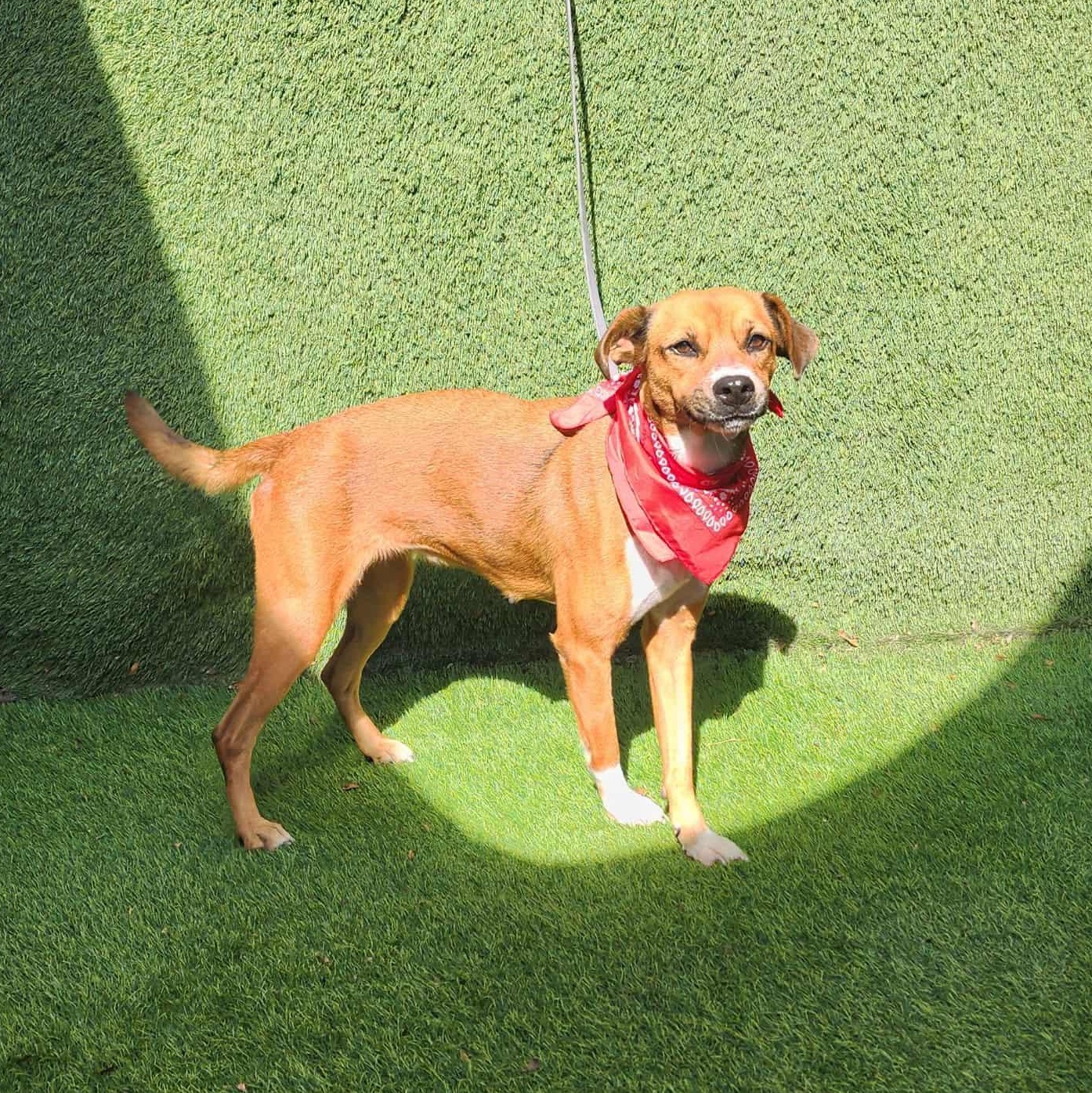 Enlarge Kit Kat, a Adoptable mixed breed in Seattle, WA image 2/6