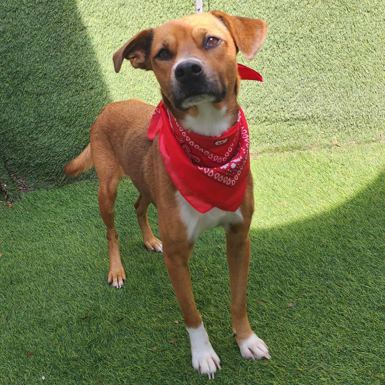 Enlarge Kit Kat, a Adoptable mixed breed in Seattle, WA image 1/6