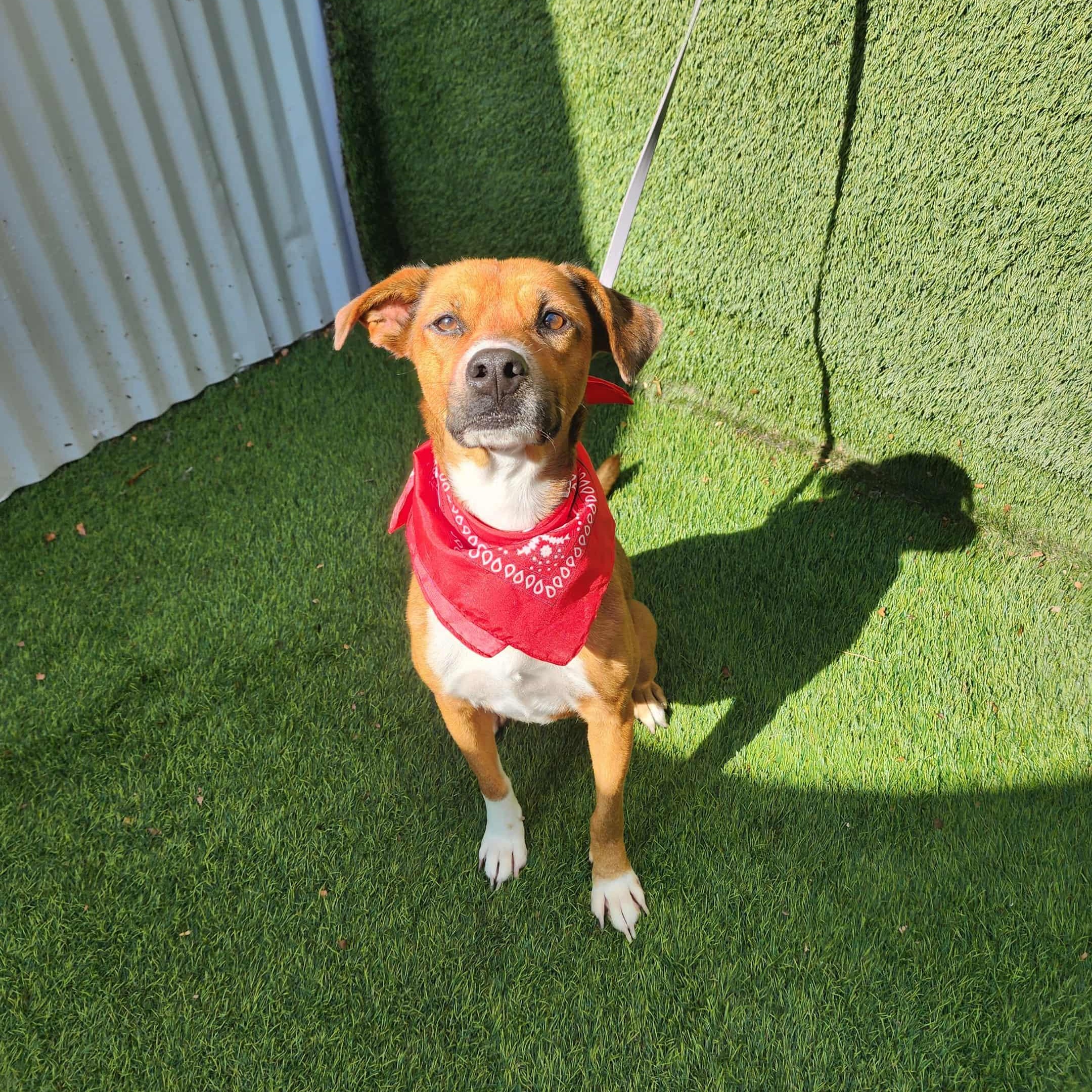 Enlarge Kit Kat, a Adoptable mixed breed in Seattle, WA image 3/6