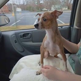 HoneyBee, adopted, Adult Female Chihuahua & Italian Greyhound.