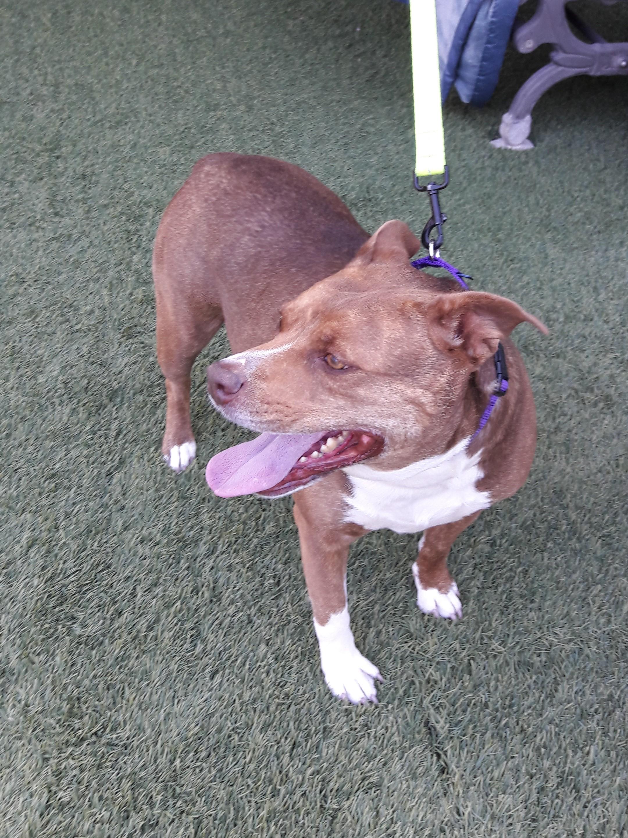 Enlarge Lacey, a Adoptable mixed breed in Mesquite, NV image 4/4
