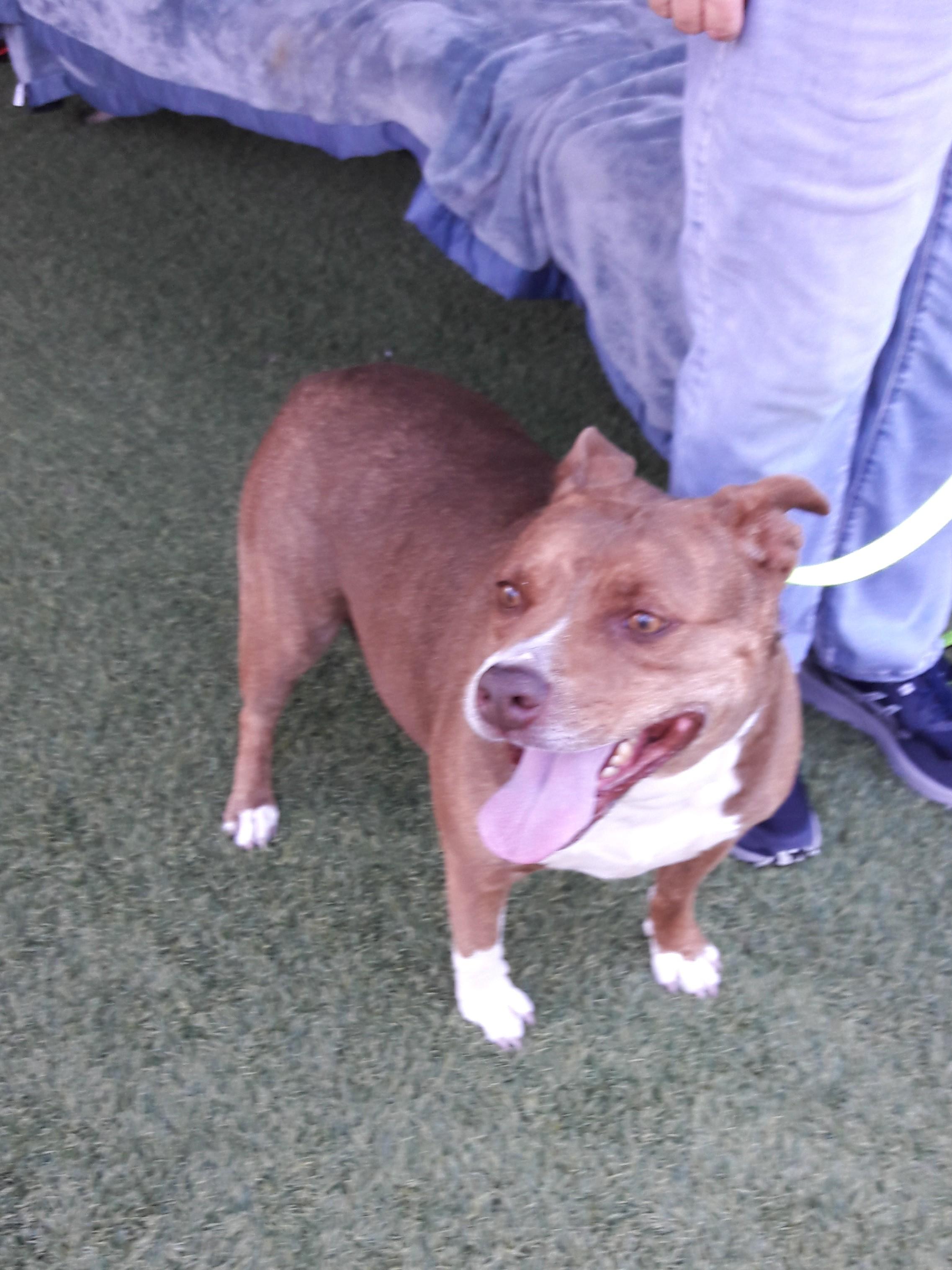 Enlarge Lacey, a Adoptable mixed breed in Mesquite, NV image 3/4