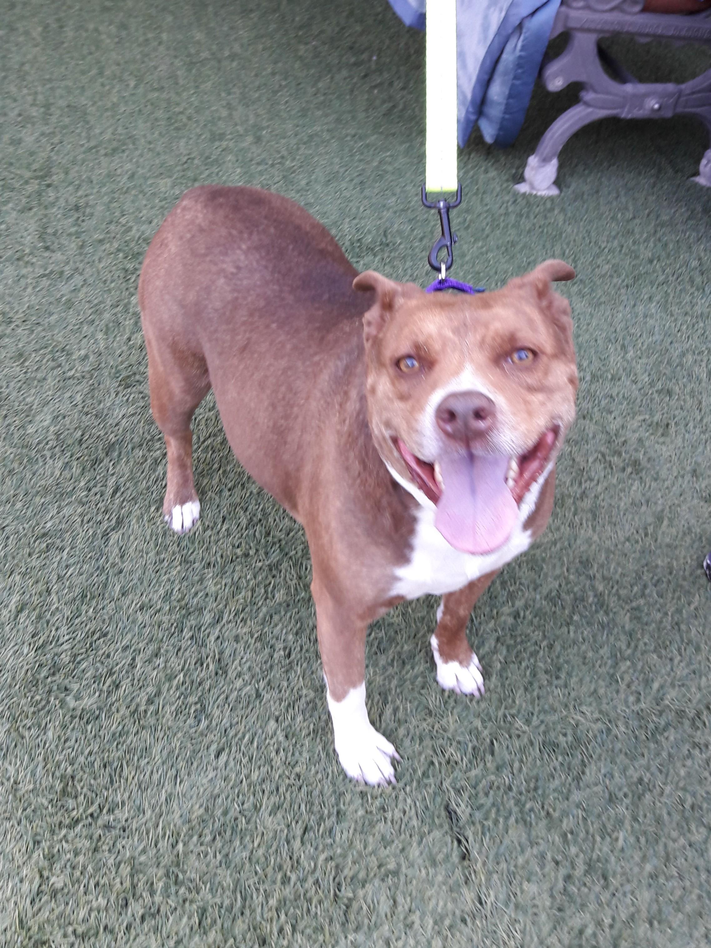 Enlarge Lacey, a Adoptable mixed breed in Mesquite, NV image 2/4