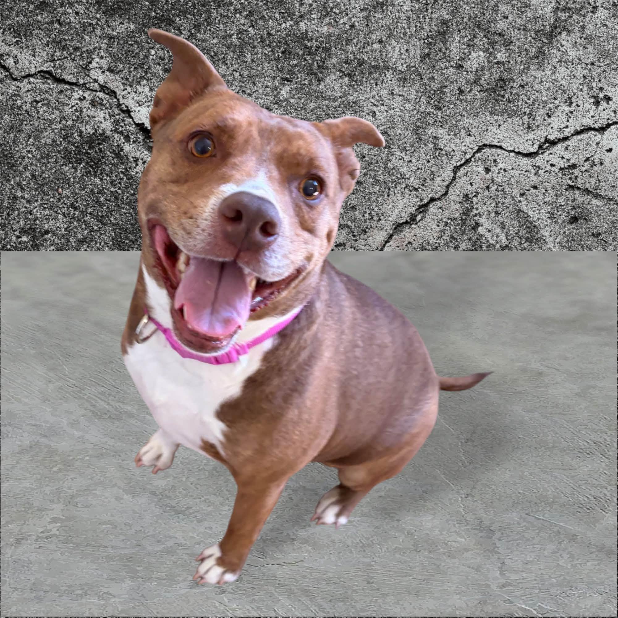 Lacey, Adoptable, Adult Female Pit Bull Terrier.