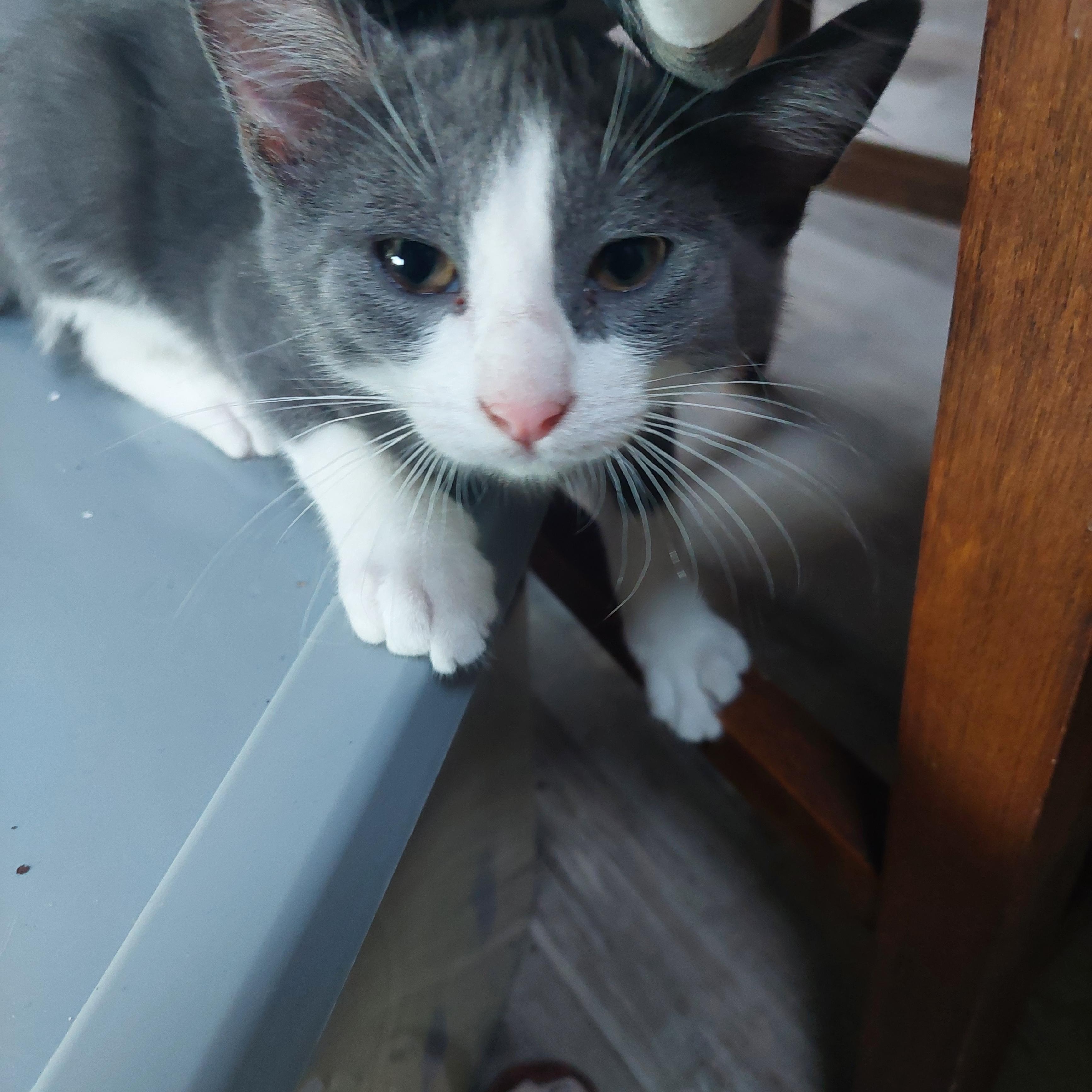 Enlarge Louie, a ADOPTABLE Domestic Short Hair in Menasha, WI image 1/2