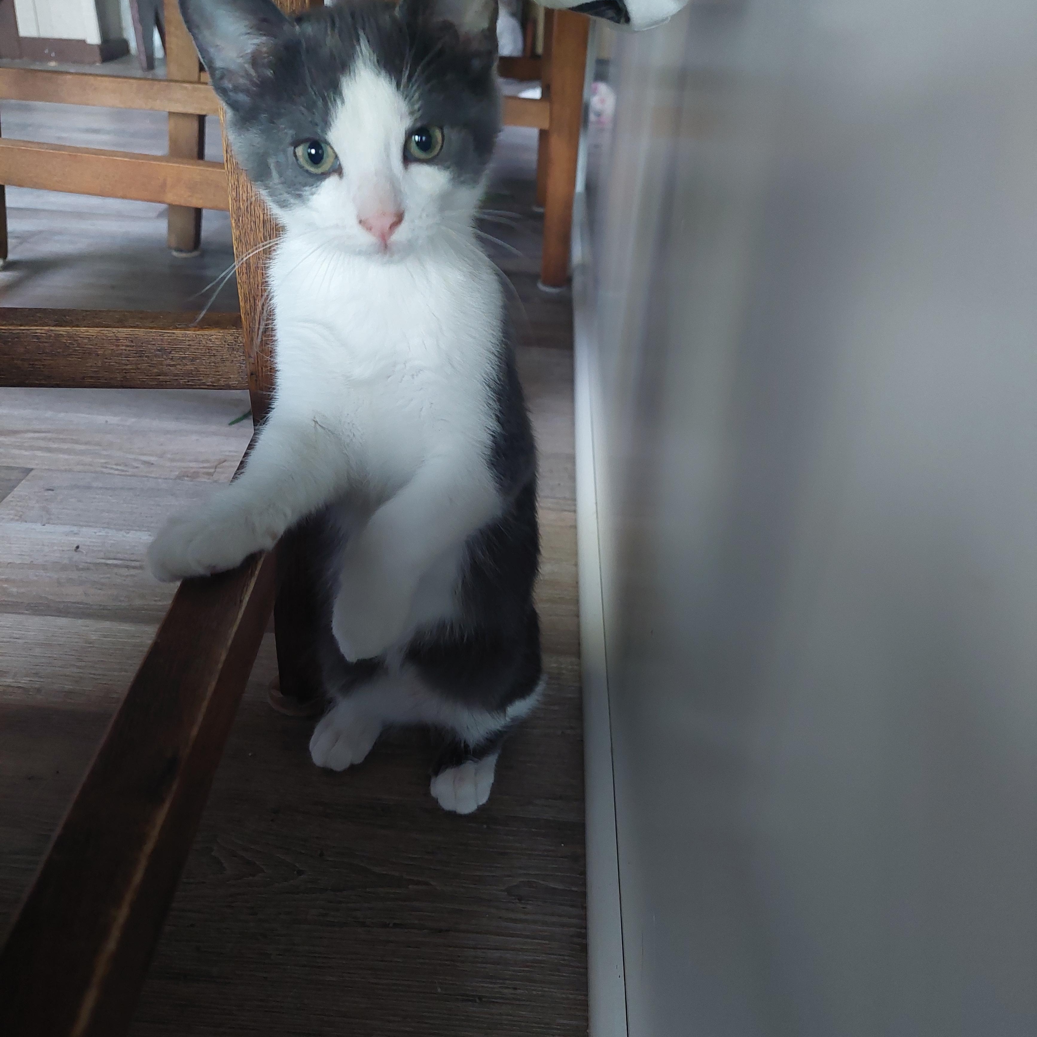 Enlarge Louie, a ADOPTABLE Domestic Short Hair in Menasha, WI image 2/2