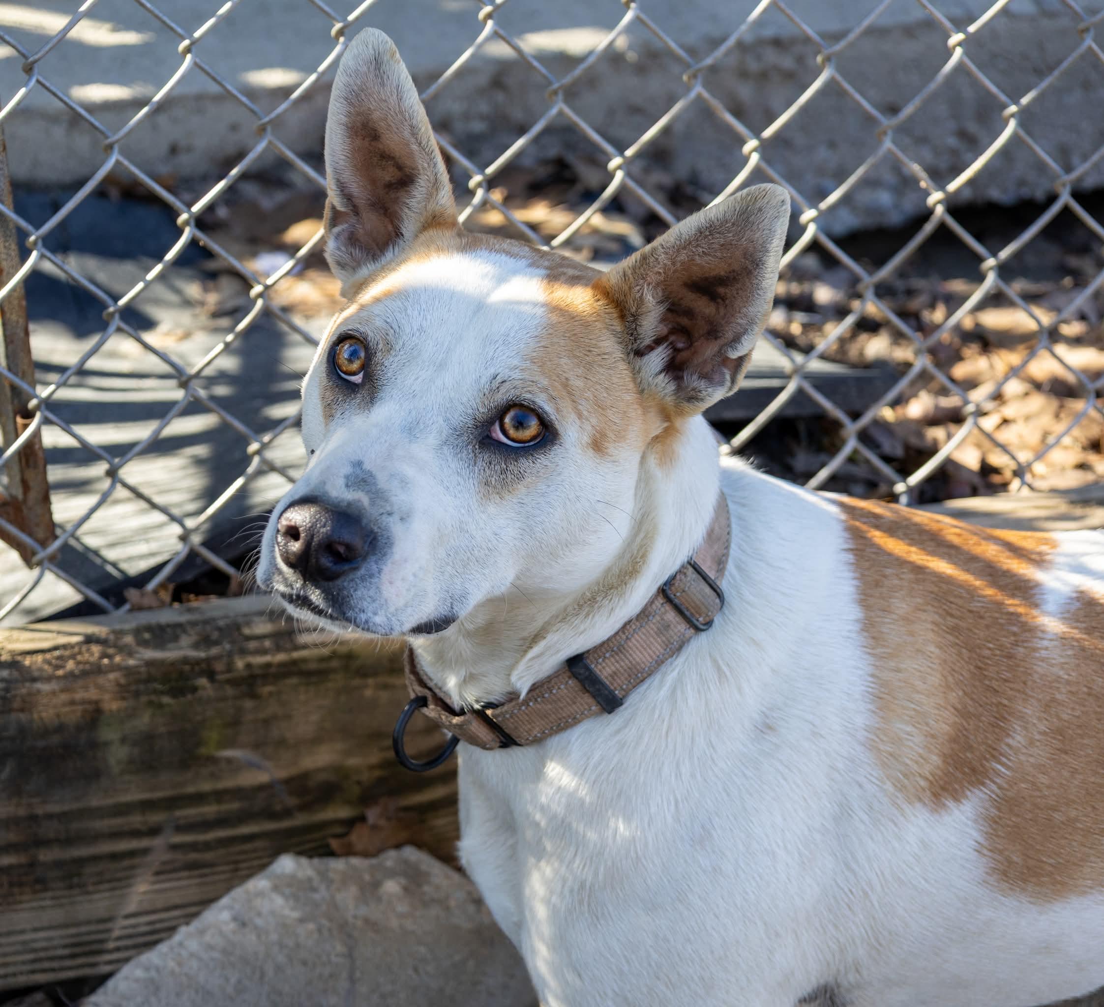 Enlarge Petey , a Adoptable mixed breed in Argyle, NY image 1/6