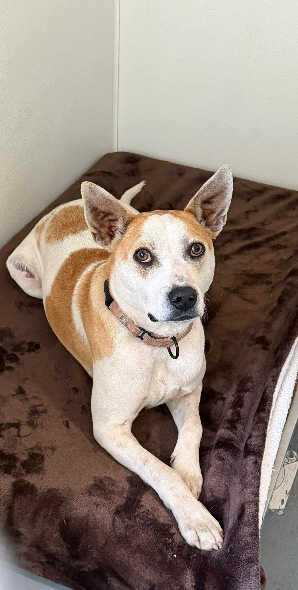 Enlarge Petey , a Adoptable mixed breed in Argyle, NY image 1/6