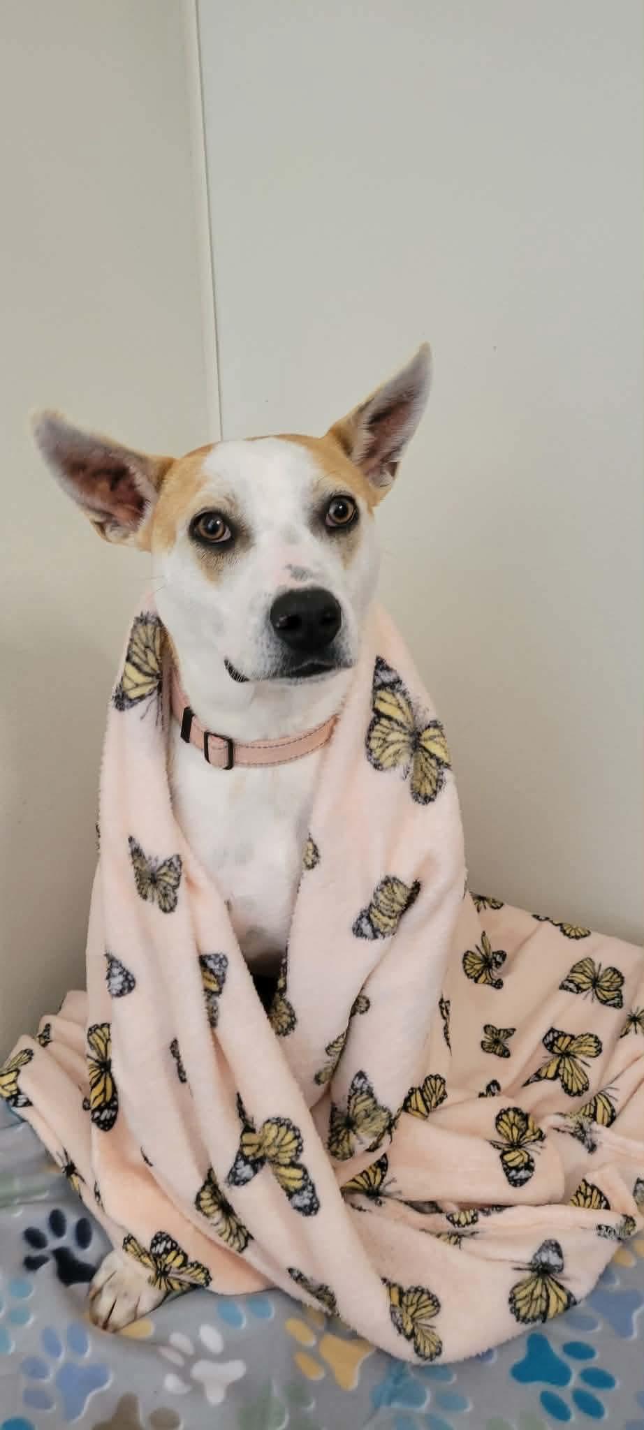 Enlarge Petey , a Adoptable mixed breed in Argyle, NY image 6/6